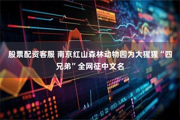 股票配资客服 南京红山森林动物园为大猩猩“四兄弟”全网征中文名