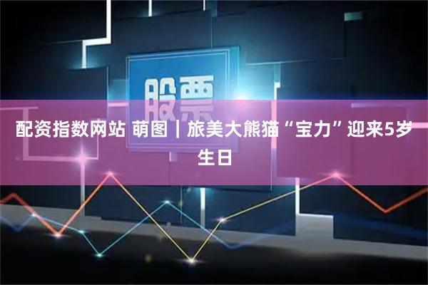 配资指数网站 萌图｜旅美大熊猫“宝力”迎来5岁生日